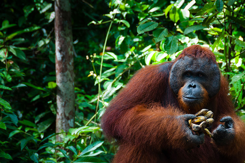 9 de las mejores experiencias de vida salvaje en Asia