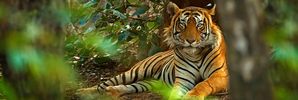 Los mejores Parques Nacionales para ir de safari en la India
