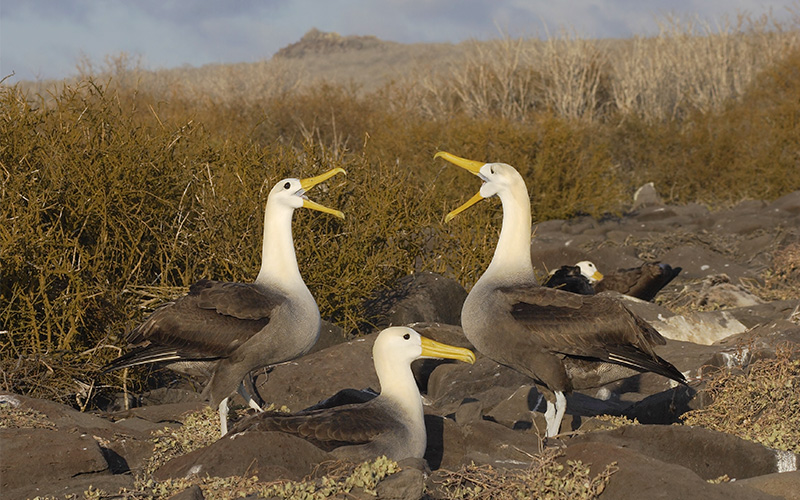 Los 10 aspectos más destacados de Galápagos