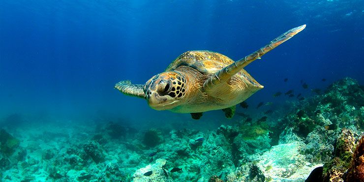 Los mejores lugares del mundo para ver tortugas