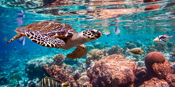 Los mejores lugares del mundo para ver tortugas