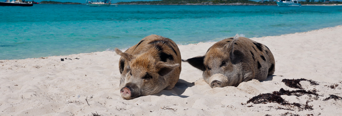 Pig beach, una playa de moda en las Bahamas