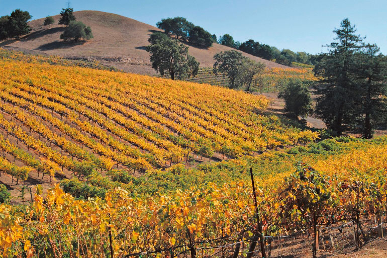 Tierras vinícolas californianas - Valle de Napa frente a Sonoma 