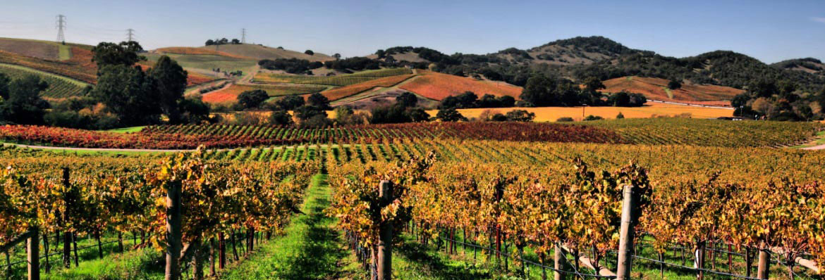 Tierras vinícolas californianas - Valle de Napa frente a Sonoma