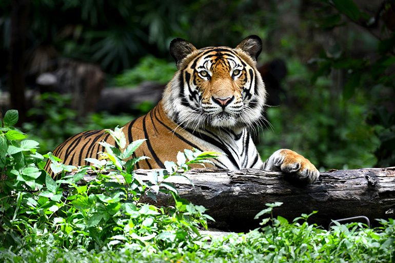 Todo lo que necesita saber para avistar tigres en la India