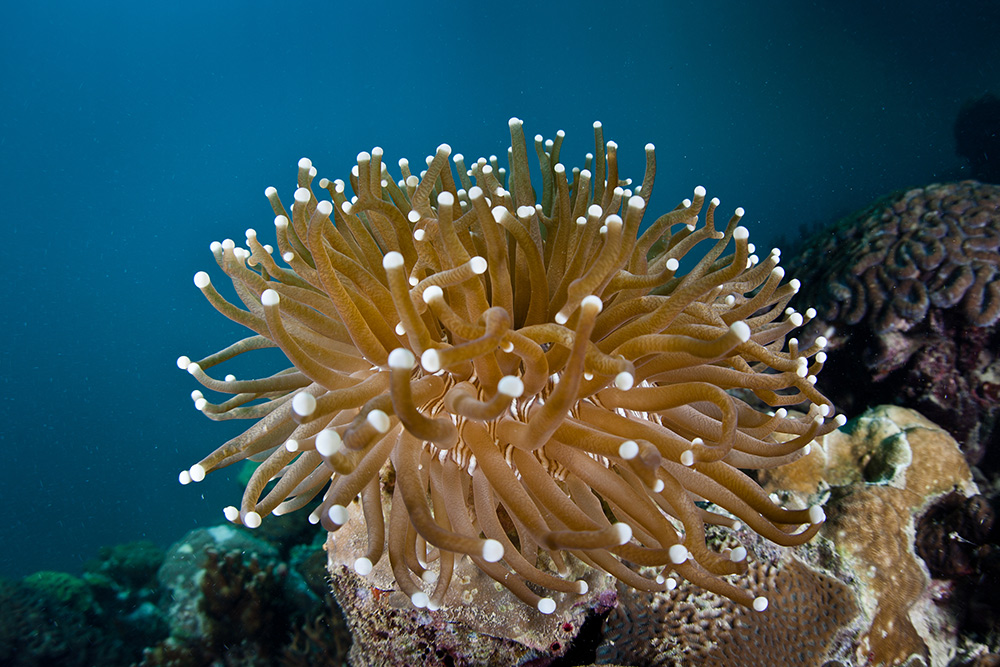 Una introducción a la Gran Barrera de Coral