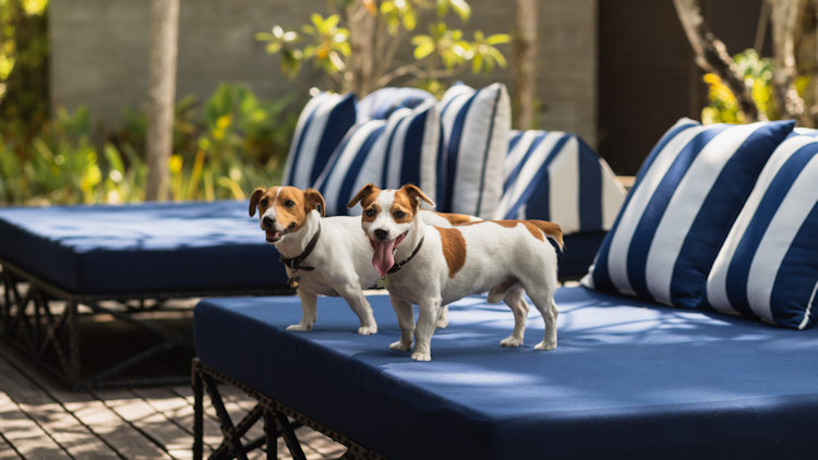 The Slate Phuket da la bienvenida a los perros en su hotel de lujo