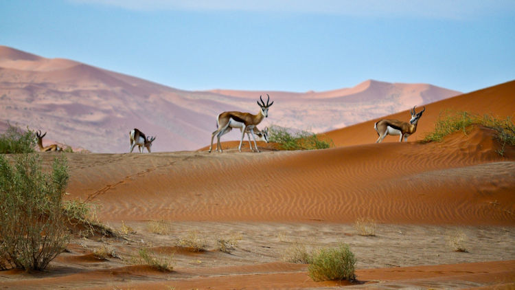 ¿Por qué Namibia debería estar en tu lista de deseos?