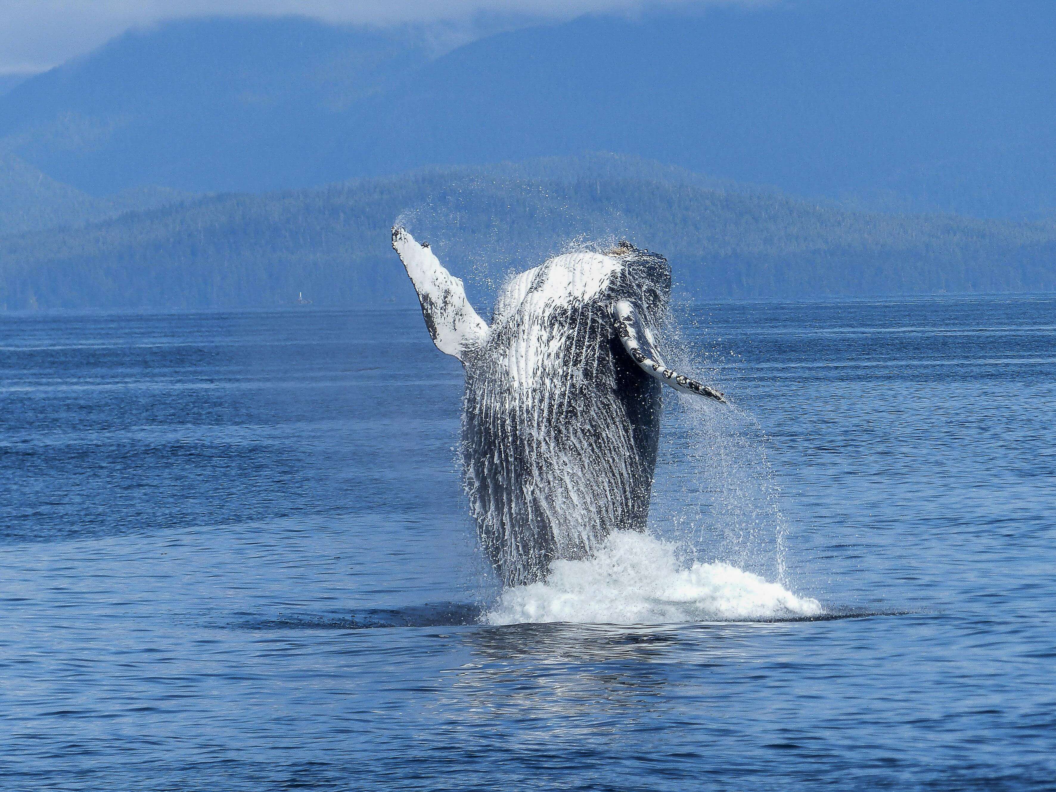 Canada y avistamiento de ballenas