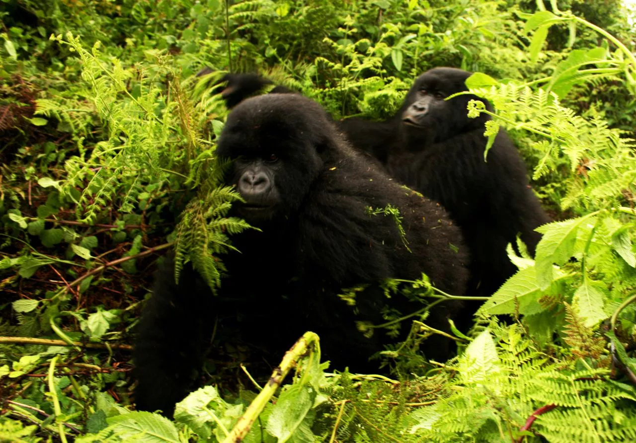 Safari Uganda