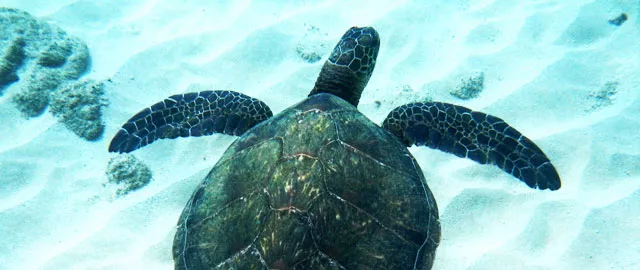 snorkel playa bavaro