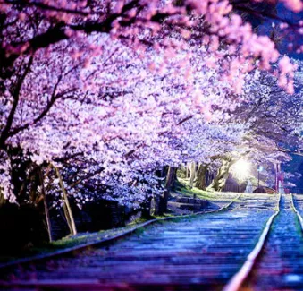 Luna Miel en Japón