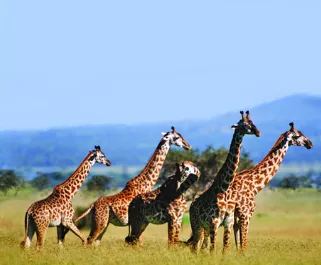 Safari por Africa