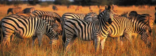 Safari por Africa parque kruger