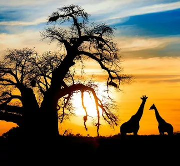 Safari por Kenia