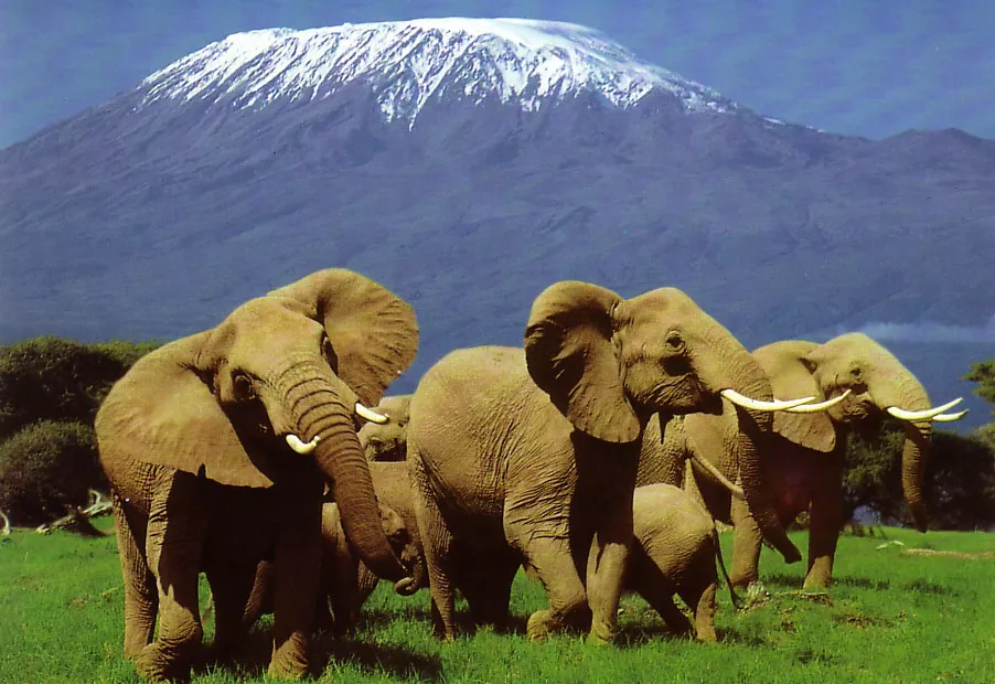 Safari kenia