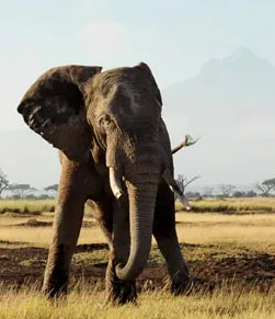 Ofertas en Viajes con Safaris