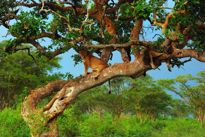 Safari por Uganda Safari por Uganda, leones trepadores