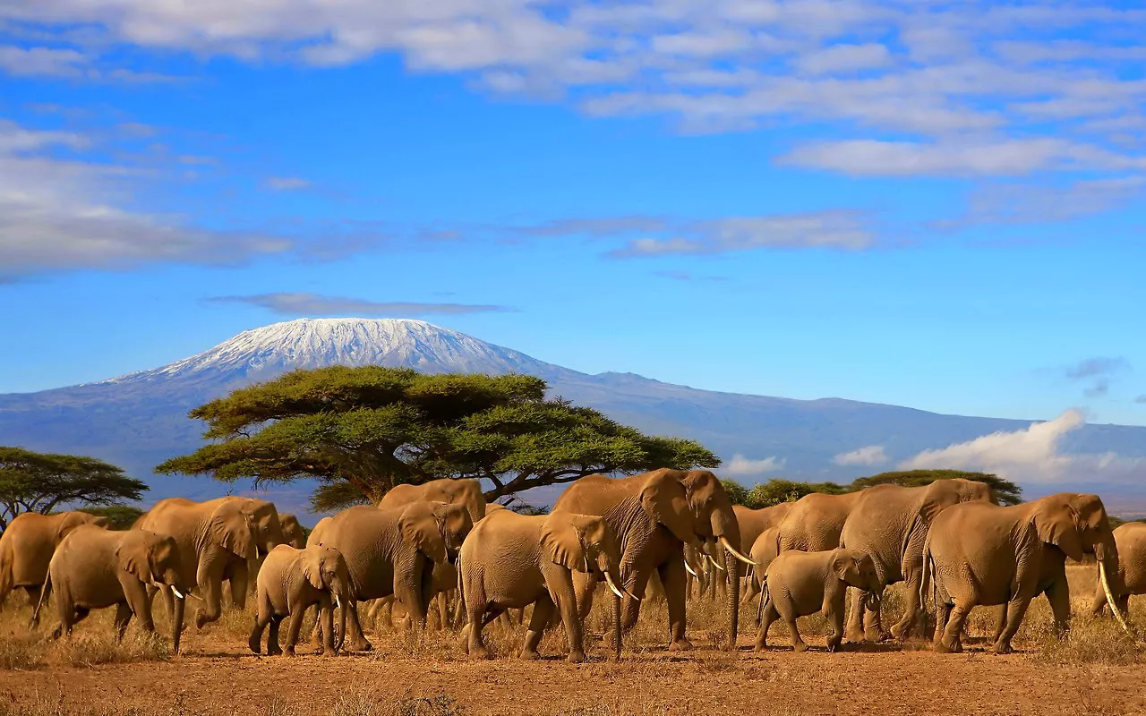 Safari Tanzania Zanzibar