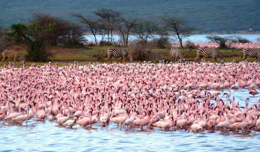 Safari Kenia Zanzíbar