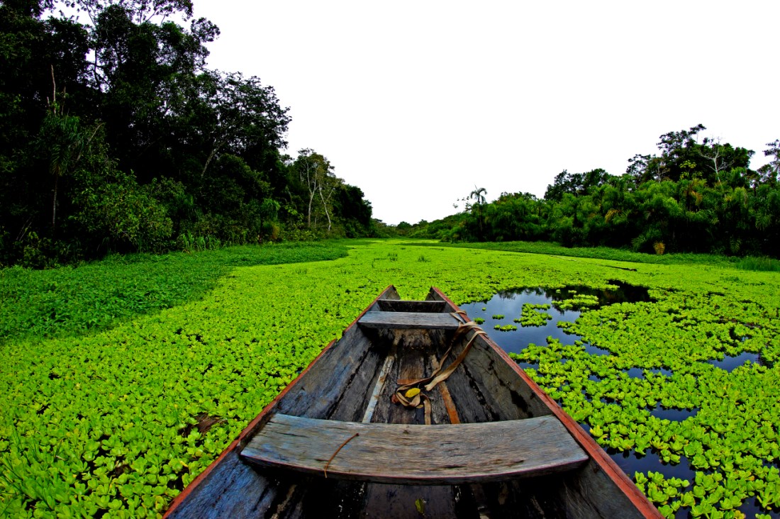 Amazonas Brasil Viaje a Brasil