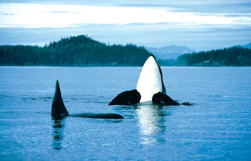 Viaje a Canada y avistamiento de ballenas