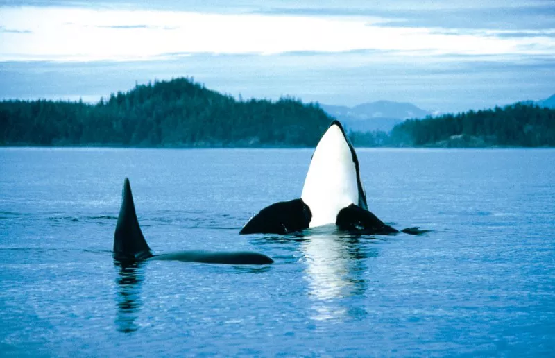 Ballenas en Canada Viaje a Canada y avistamiento de ballenas