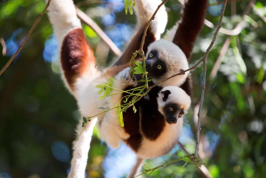 Viaje a Madagascar