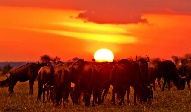 Oferta Safari Kenia