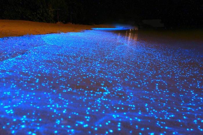 luz en el mar maldivas bioluminiscencia maldivas