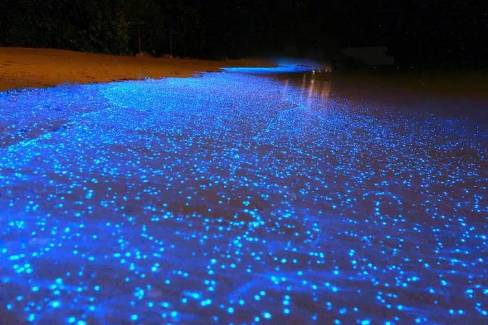 bioluminiscencia maldivas
