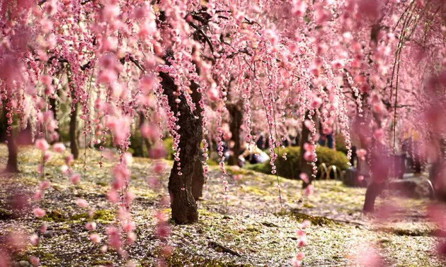 Luna de miel a Japon