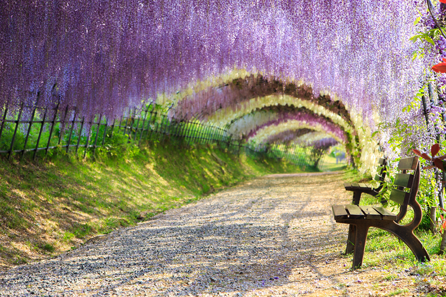 Tunel de Wisteria, Japon Jardin botanico Kawachi Fuji