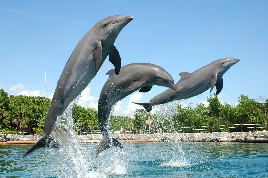 excursiones en riviera maya