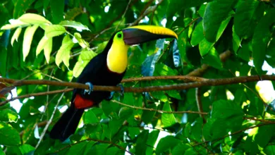 costa rica animales