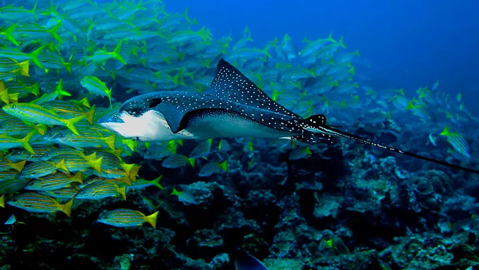 Buceo Costa Rica Isla del Caño