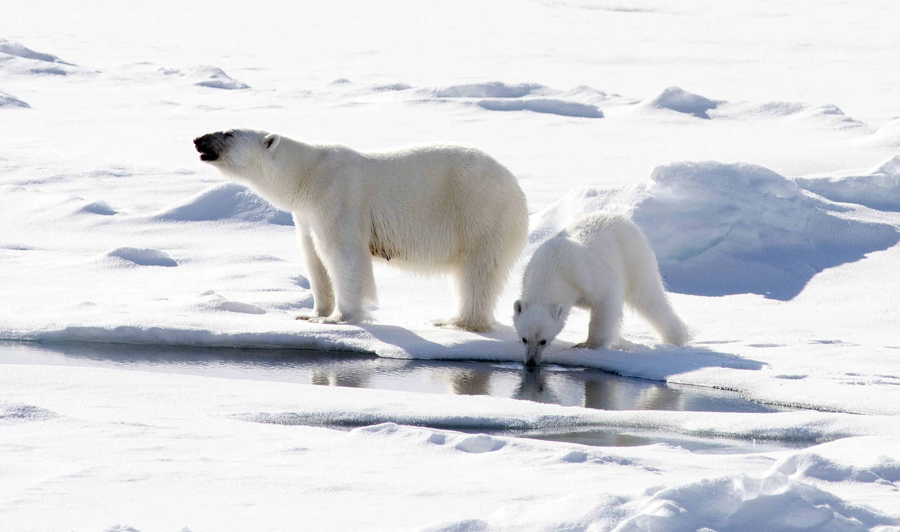 osos polares crucero antartida