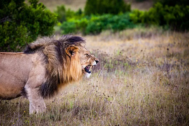 León Sudáfrica