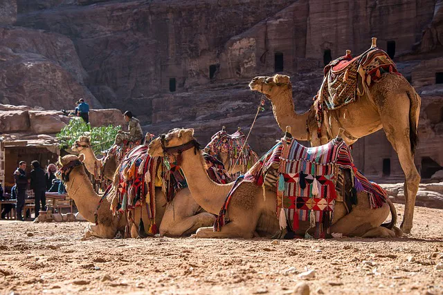 Camellos Jordania