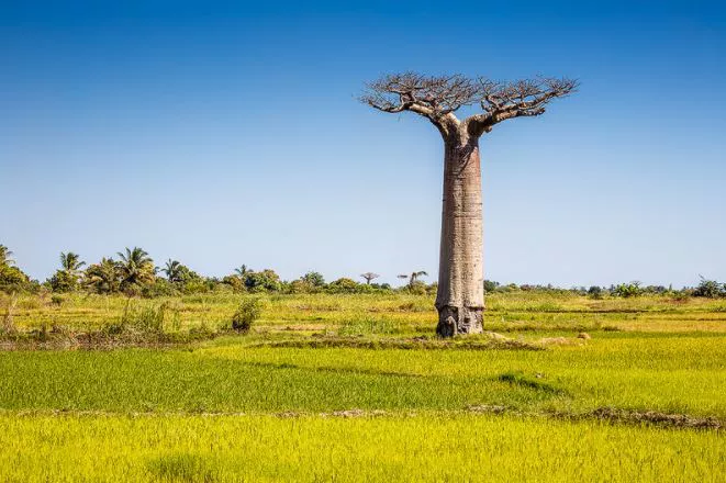 baobabs Madagascar