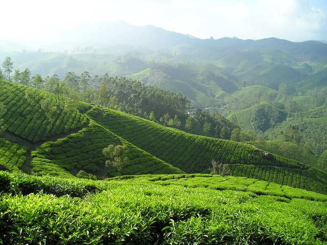 India India