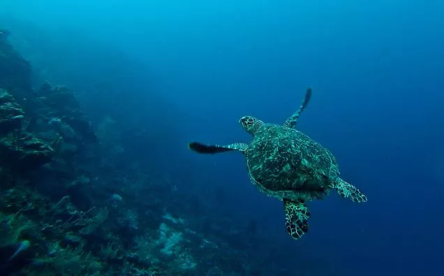 Buceo en Roatán