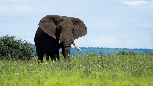 Parque Nacional Kruger