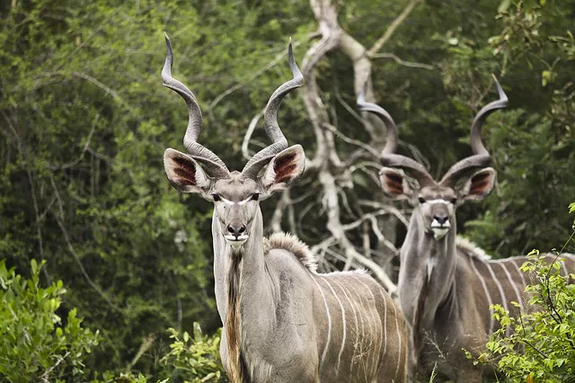 Safari Sudáfrica