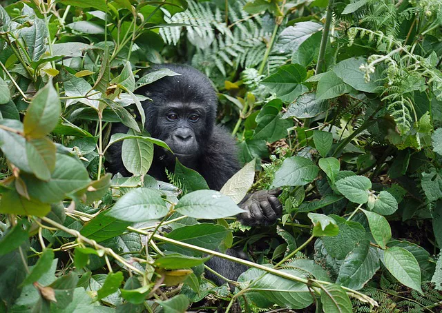 Uganda Gorilas