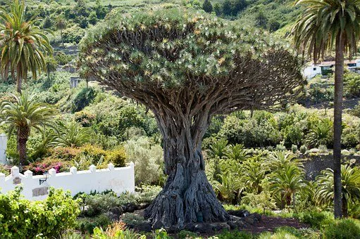 arbol drago tenerife