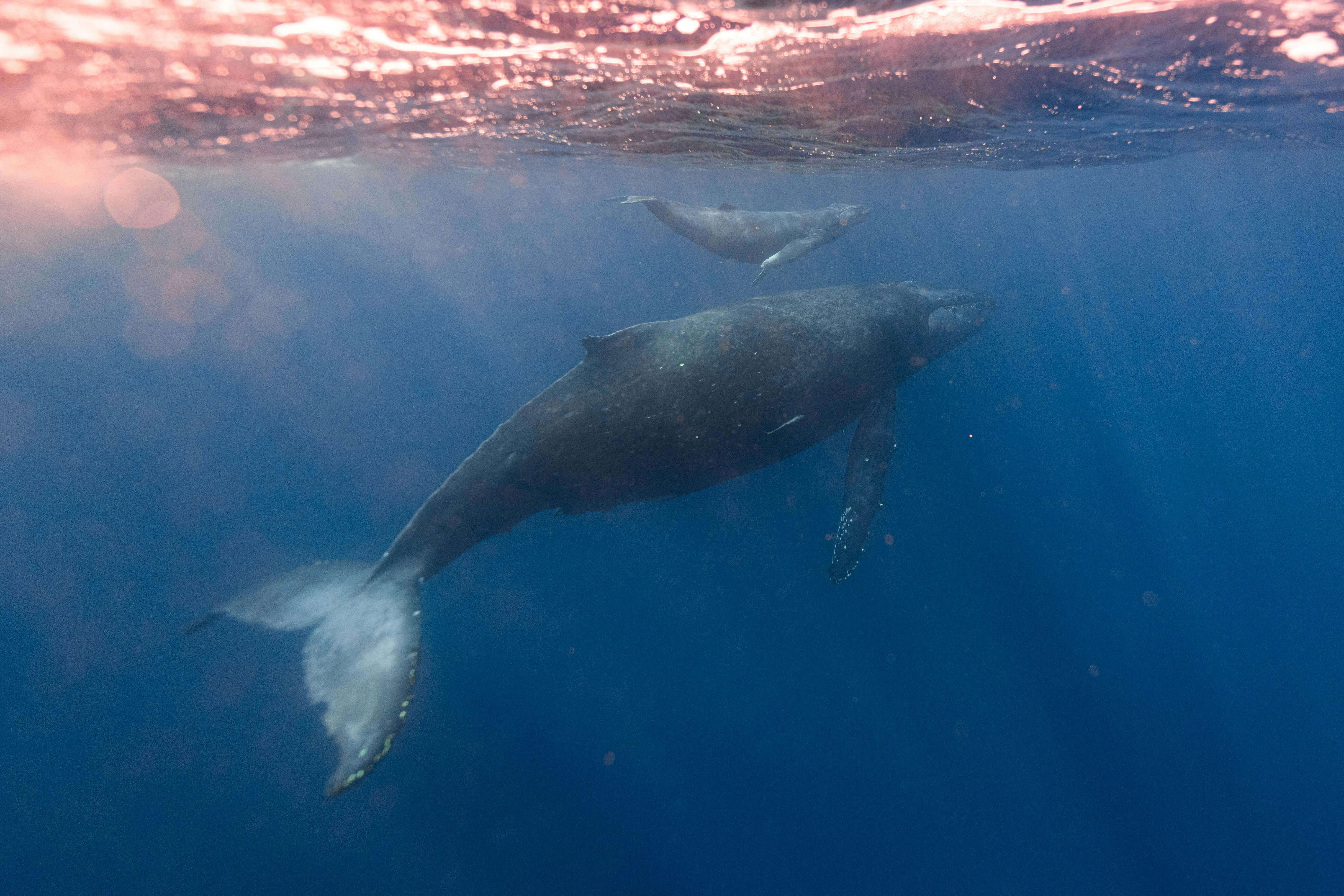 Viaje a Canada y avistamiento de ballenas