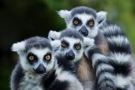 Viaje a Madagascar